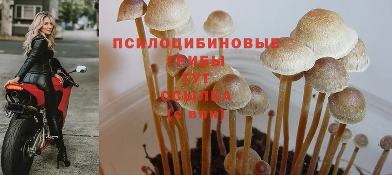 Псилоцибиновые грибы Psilocybine cubensis  Балахна 